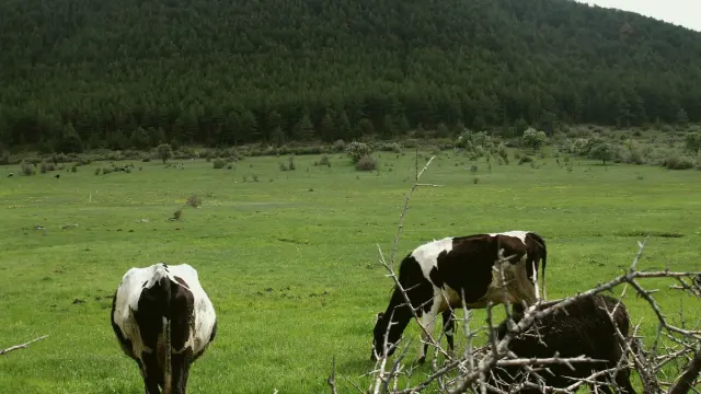 Çamlıdere