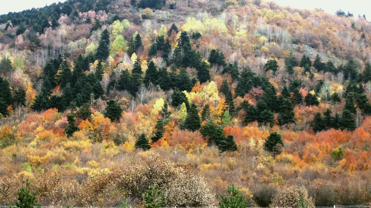 Yeniçağa, Bolu