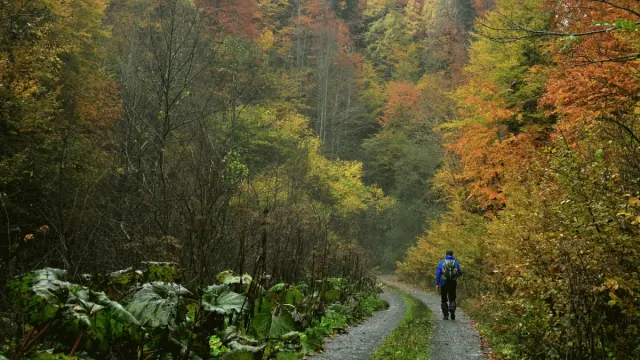 Yenice