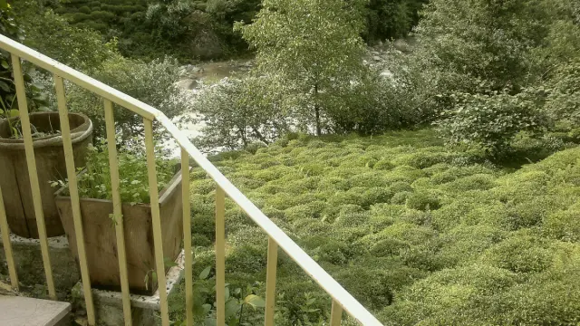 Çayeli