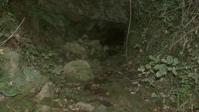 Söğütlü