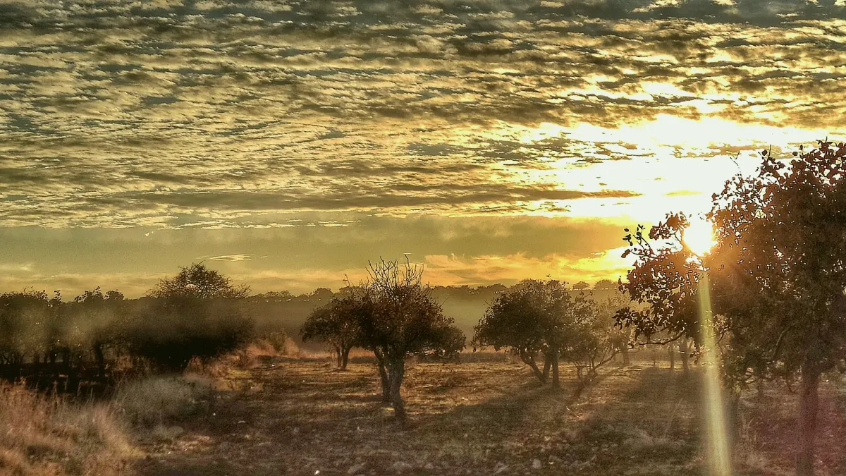 Bozova, Şanlıurfa