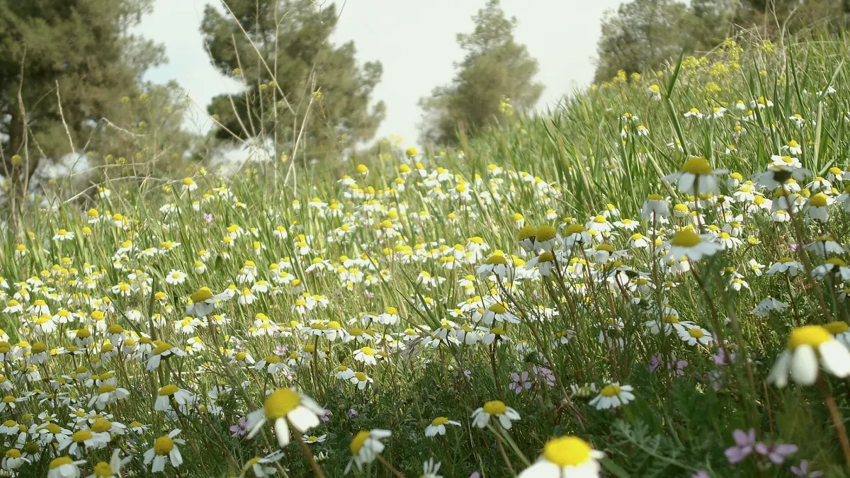 Ceylanpınar, Şanlıurfa