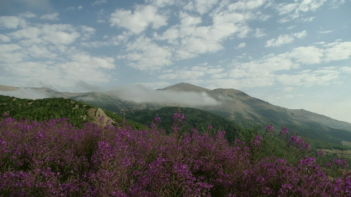 Zara, Sivas