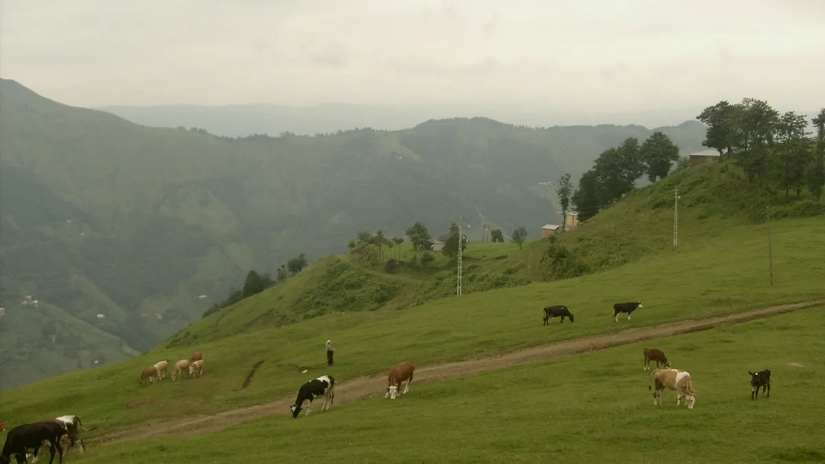 Şalpazarı, Trabzon