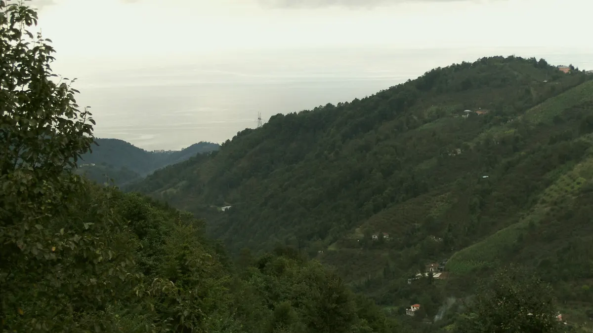 Vakfıkebir, Trabzon