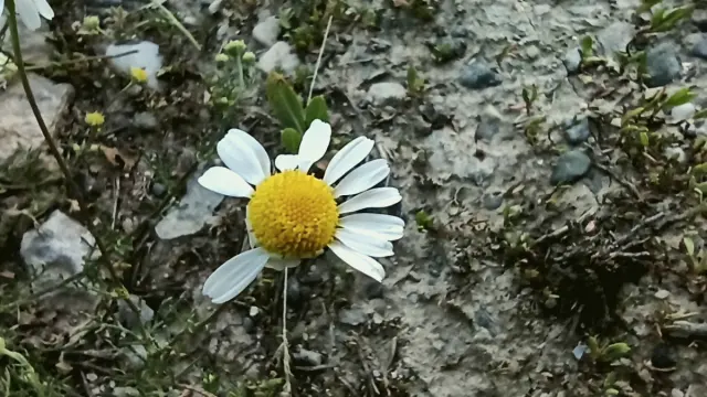 Çatak