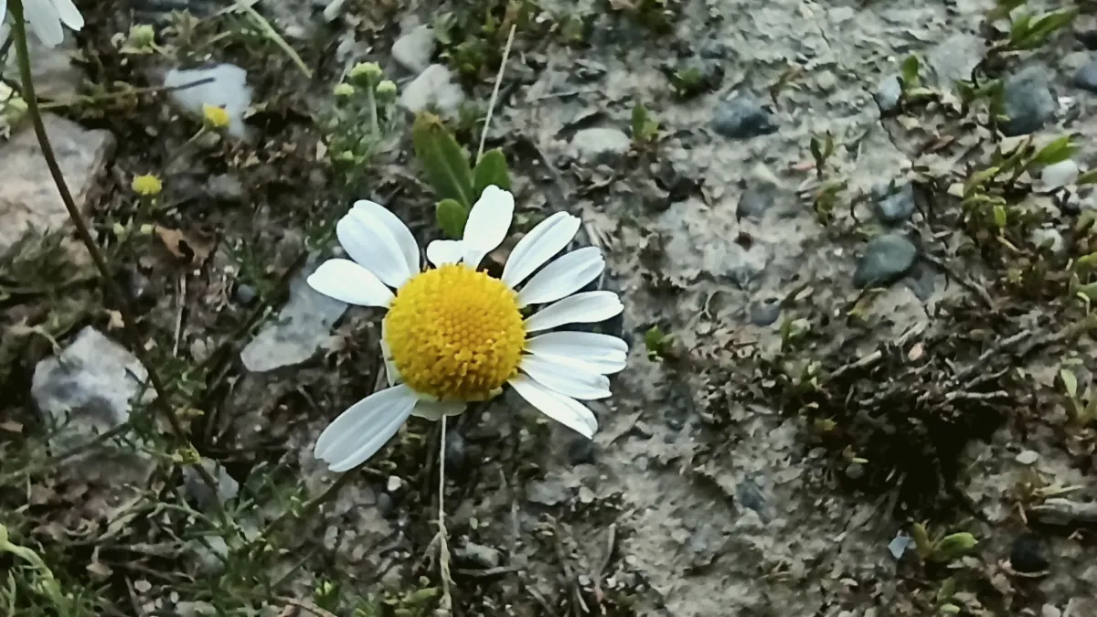 Çatak, Van